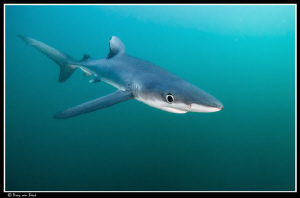 Blue Shark (70 km South of the Cape) by Dray Van Beeck 